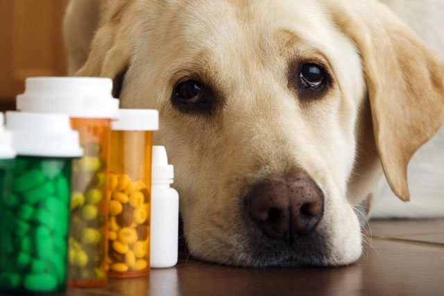 Dog-Specific Pain Medicines