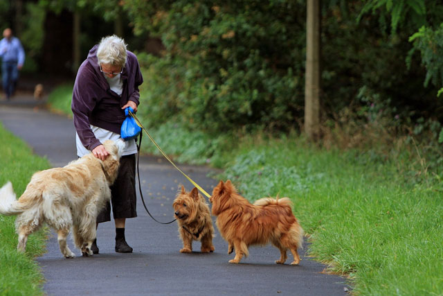 Hire Dog Walkers