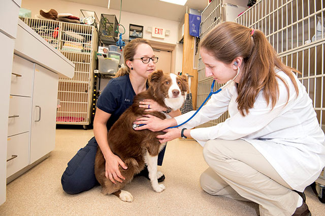 7 Things To Keep In Mind When You Take Your Dog To The Vet
