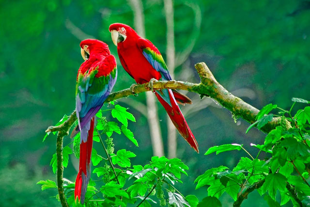 Parrots A Unique Creation