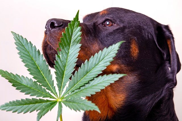 CBD vs. Medical Marijuana For Dogs