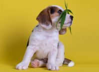 Pet Care: Benefits Of Using CBD Oil For Dog